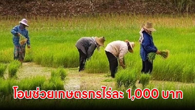 ช่วยเกษตรกร นาปี 2568/69 และนาปรังปี 2568 ไร่ละ 1,000 บาท