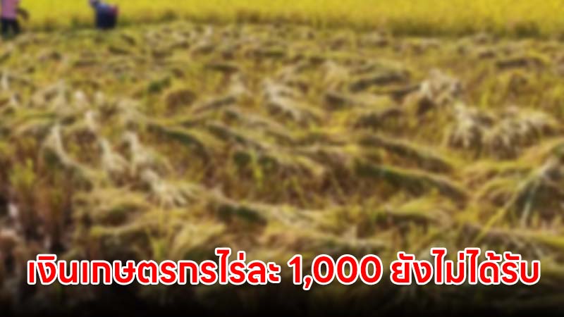 เงินเยียวยาเกษตรกรไร่ละ 1,000 บาท ยังไม่ได้รับเงินต้องทำอย่างไร