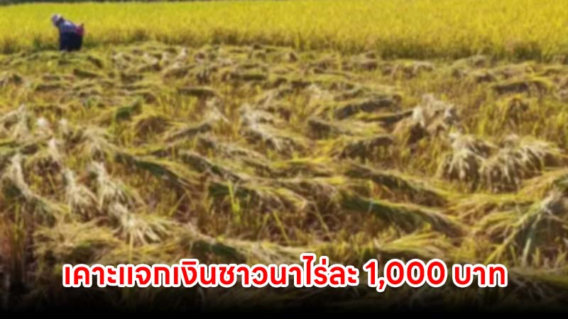 เคาะแจกเงินชาวนาไร่ละ 1,000 บาท 68/69 รอบเก็บตก