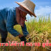 ประกันรายได้ข้าวปี 65/66 เช็คสิทธิ์ยังไง