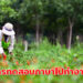 กรมการจัดหางาน 2513 อัตรา