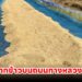 เตือนตากข้าวบนถนนทางหลวง โดนจับพร้อมปรับเงิน