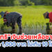 ตรวจสอบสิทธิ”เงินช่วยเหลือชาวนา”ไร่ละ 1,000 บาท