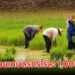 ช่วยเกษตรกร นาปี 2568/69 และนาปรังปี 2568 ไร่ละ 1,000 บาท