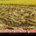 เคาะแจกเงินชาวนาไร่ละ 1,000 บาท 68/69 รอบเก็บตก