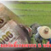 แก้หนี้เกษตรกร 5 หมื่นราย